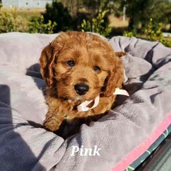 Adopt a dog:Cavoodle Puppies. 1st Gen Cavalier King Charles Spaniel X Mini Poodle/Cavoodle/Male/Younger Than Six Months,Ready for their new homes now!We have a beautiful litter of red and white male cavoodle puppies for sale. They will be ready for their new homes on the 26th July when they are 8 weeks old. They are vibrant healthy pups who have all had a vet health check, 1st vaccination and have been microchipped.Mum is a purebred Cavalier King Charles Spaniel and Dad is a purebred red Minature Poodle making these puppies the sought after 1st Generation cross. Both mum and dad have a very kind and gentle nature and are loved members of the family. They have both been DNA tested from Orivet.Our cavoodles make great family pets and have been carefully and lovingly raised to ensure they have the best possible start to life. They all come with a puppy pack to get them started in their new home.Pink Ribbon Male $1500Purple Ribbon Male SOLDRed Ribbon Male SOLDBlue Ribbon Male SOLDNo ribbon Male $1500Price is negotiable for the right home.Please feel free to contact Rebecca on ******** 798 or Simon on ******** 519 or send a gumtree message for more information or to arrange a viewing at our home. Free delivery to Brisbane, Gold Coast and Sunshine Coast can be arranged. Interstate enquiries welcome. REVEAL_DETAILS RBPA 8418