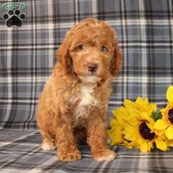 Goofy Moyen/Standard Poodle									Puppy/Male	/8 Weeks,Meet this super adorable AKC Moyen Poodle puppy who is started on potty training! This little cutie would make the perfect addition to a loving and responsible home seeking a well socialized Moyen Poodle! With an expected adult weight of 22lbs this little cutie will be a medium sized Poodle who is easy to take everywhere and not as fragile or framey as their Toy/Mini or Standard counterparts! 