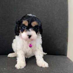 Toy cavoodle puppies DNA CLEAR/Cavoodle/Female/Younger Than Six Months,