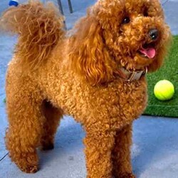 Poodle X Japanese spitz/Poodle (Toy)/Both/Younger Than Six Months,Gorgeous litter of Japoodle puppies up for sale!2 X Male & 2 FemalesDate of birth: 23/6/24Ready for forever home from the 8/9/24✔️Vet Check✔️Microchip✔️Wormed✔️Vaccinated✔️Parents DNA testedNon-shedding / hypoallergenic.Family friendly, great companion dog.Mother: Poodle X Japanese Spitz (party black/ white - 5kg)Father: Toy Poodle (red - 3.7kg)