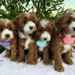 Adopt a dog:Sweet /Cavoodle/Both/Younger Than Six Months,We have 3 pretty girls and 1 handsome boy, looking for their forever homes, they have the most gorgeous coat and beautiful temperament. These sweethearts are READY NOW.These puppies are 1st Generation Cavoodle’s (Cavalier King Charles Spaniel x Mini Poodle). Puppies parents are both approximately 9kgs they are sweet natured family pets, DNA tested with Orivet.Our Puppies come✔️Vaccinated✔️Microchipped✔️Vet Checked✔️Wormed regularly✔️tick and flea treated with nexgard spectra6 weeks complimentary pet insurance and a blanket with mum scent to help settle i