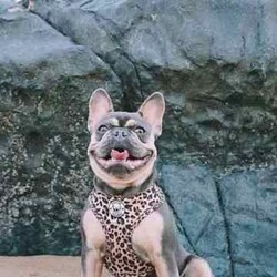 Adopt a dog:French Bulldogs - Blue Tan, Blue Cream, Blue Fawn/French Bulldog/Both/Younger Than Six Months,Purebred French BulldogsThe time has come to start looking for our babies forever home