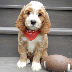 Finley/Cockapoo									Puppy/Male	/8 Weeks,Prepare to fall in love!!!  My name is Finley  and I’m the sweetest little F1 cockapoo and I would love to come home with you!!!! One look into my warm, loving eyes and at my silky soft coat and I’ll be sure to have captured your heart already! I’m very happy, playful and very kid friendly and I would love to fill your home with all my puppy love!! I am full of personality, and ready for adventures! I stand out way above the rest with my one of a kind red and white colored coat !!… I have been vet checked head to tail, microchipped and I am up to date on all vaccinations and dewormings . I come with a 1-year guarantee with the option of extending it to a 3-year guarantee and shipping is available! My mother is our sweet Mia, an AKC 24#chocolate cocker spaniel with a heart of gold and my father is our beautiful Atlas, a 16# AKC red abstract mini poodle and he has been  genetically tested clear!  I will grow to approx. 18-21# and I will be hypoallergenic and nonshedding! !!… Why wait when you know I’m the one for you? Call or text Martha to make me the newest addition to your family and get ready to spend a lifetime of tail wagging fun with me! (7% sales tax on in home pickups) 