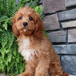 Cameron/Cavapoo									Puppy/Male	/15 Weeks,Say hello to Cameron! He is an adorable and healthy little Cavapoo! He is up to date on vaccinations and dewormers and is vet checked. This playful guy is family raised with children and well socialized, making him the perfect fit for anyone interested in adopting. If you would like to learn more about this special pup give us a call today!!