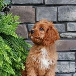 Cameron/Cavapoo									Puppy/Male	/15 Weeks,Say hello to Cameron! He is an adorable and healthy little Cavapoo! He is up to date on vaccinations and dewormers and is vet checked. This playful guy is family raised with children and well socialized, making him the perfect fit for anyone interested in adopting. If you would like to learn more about this special pup give us a call today!!