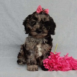 Molly/Cockapoo									Puppy/Female	/8 Weeks,Prepare to fall in love!!!  My name is Molly and I’m the sweetest little F1 cockapoo and I would love to come home with you!!!! One look into my warm, loving eyes and at my silky soft coat and I’ll be sure to have captured your heart already! I’m very happy, playful and very kid friendly and I would love to fill your home with all my puppy love!! I am full of personality, and ready for adventures! I stand out way above the rest with my beautifully marked blue merle coat !!… I have been vet checked head to tail, microchipped and I am up to date on all vaccinations and dewormings . I come with a 1-year guarantee with the option of extending it to a 3-year guarantee and shipping is available! My mother is our sweet Charlotte, a 24# black phantom cocker spaniel with a heart of gold and my father is our beautiful Nimbo, a 13# chocolate merle mini poodle and he has been  genetically tested clear!  I will grow to approx. 17-20# and I will be hypoallergenic and nonshedding! !!… Why wait when you know I’m the one for you? Call or text Martha to make me the newest addition to your family and get ready to spend a lifetime of tail wagging fun with me! (7% sales tax on in home pickups) 