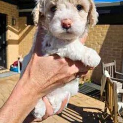 Adopt a dog:Stunning Schmoodle X Bichon Frise Puppies/Bichon Frise/Female/Younger Than Six Months,Shmoodle X Bichon FriseBorn 1/7/24 stunning markings in this litter of 5 girls and 2 boys.Mum is a Shmoodle (red markings on ears and body) and dad is a pure Bichon Frise (pure white).Hypoallergenic, non shedding puppies with red and fawn patches.Raised in a family home with dogs, cats and birds. Well socialised and handled, very playful and cuddly My best litter yet.Puppies have been wormed every 2 weeks, eating and drinking wellWill be microchipped, vet checked and have first vaccination when 8 weeks old. Currently 5 weeks old. Will come with a puppy pack (food, toys etc).Will only respond to text messages or phone calls. Thank you