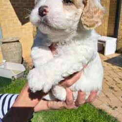 Adopt a dog:Stunning Schmoodle X Bichon Frise Puppies/Bichon Frise/Female/Younger Than Six Months,Shmoodle X Bichon FriseBorn 1/7/24 stunning markings in this litter of 5 girls and 2 boys.Mum is a Shmoodle (red markings on ears and body) and dad is a pure Bichon Frise (pure white).Hypoallergenic, non shedding puppies with red and fawn patches.Raised in a family home with dogs, cats and birds. Well socialised and handled, very playful and cuddly My best litter yet.Puppies have been wormed every 2 weeks, eating and drinking wellWill be microchipped, vet checked and have first vaccination when 8 weeks old. Currently 5 weeks old. Will come with a puppy pack (food, toys etc).Will only respond to text messages or phone calls. Thank you