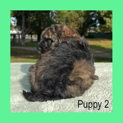 Pure-Bred Miniature Poodle Puppies - DNA clear - Sable and Black/Poodle (Miniature)/Male/Younger Than Six Months,We have 3 beautiful pure-bred boy miniature Poodle puppies available now.One black with a white chin and white stripe down his chest.Two sable in colour with white stripes down their chest. (one pup has a thicker white stripe than the other) - Sable puppies are born black and change colour as they age (up to 2years). The final colour of the pups will be the colour that is currently showing through the black now. They will keep their black ears and tail but the majority of their coat will range from light apricot through to a dusty grey colour – no two are the same.Their parents are miniature poodles. Mum is 33cm tall at the shoulder and weighs around 6.5kgs. Dad is 35cm and weighs about 8.5kgs. Both parents can be viewed in our home at any time.Both parents have been DNA tested and are clear for all of the known miniature poodle diseases.The pups have maintained a strict worming schedule, will have had their first vaccination and will be microchipped at 7 weeks old. They will also come with a written vet health assessment and a 1 year health guarantee per the Responsible Pet Breeders Association requirements.The puppies are raised inside our home and given constant love and attention. They are very friendly and enthusiastic with new people.Being Poodles, they will grow to be active dogs that love their exercise, chasing balls and going for walks. Poodles are known for their intelligence as they learn quickly and easily fit in with your family routine. They have a gentle nature that is suitable for all ages.One thing that sets pure-bred poodles apart is the fact that they are guaranteed to have non-shedding coats. Making them an excellent choice for allergy sufferers or for people who love to have their dog inside but hate the daily hair clean up that comes with it. Because of this, they need regular grooming. It is important their new home understands this and is prepared to keep them well groomed for their health and comfort.For a quick response please text or call Leah on ******** 243 as the gumtree notifications can take some hours to come through. REVEAL_DETAILS 