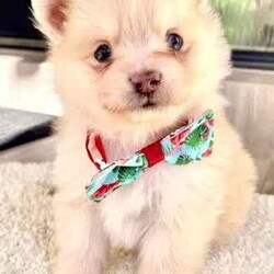 Pomeranian puppies /Pomeranian/Male/Younger Than Six Months,Gumtree adTitlePomeranian small puppiesWe are proud owners of 4 gorgeous Pomeranian puppies 