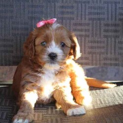 Cuddly Cavoodle Puppies- only 2 boys and 2 girls left /Cavoodle/Both/Younger Than Six Months,Cavoodles make a perfect companion. They are intelligent, affectionate, loyal and are hypoallergenic Your family isn’t complete until you have a Cavoodle.I have 3 boys and two girls left and will be ready for their new homes from next week the 7th of August . Mum and Dad have been DNA tested. Mum weighs 6.5 kg and dad weighs 8.5kg. Puppies will vary from 6kg-10kg when fullygrown. Puppies have been wormed from two weeks every two weeks and they have had their first vaccination , health check and microchipping. They eat high quality kibble , Royal Canin for puppies and will include a small bag to go home with your puppy. A small blanket with scent from mum and the litter will be provided to help transition puppy to their new home.If you are a potential doggy parent who will ensure the puppy needs are met to be healthy and happy, please text or ring on ******** 323 REVEAL_DETAILS 