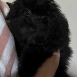 POMERANIAN x TOY POODLE/Pomeranian/Female/Younger Than Six Months,LAST ONE ADORABLE POMERANIAN puppyReady to join your familyThis cute little creature has grown up in a family environment.She will quickly adopt to your environment, please take opportunately to come and visit her to experience her humble nature and love.Mom - pomeranianDad - toy poodle*Vet checked*Microchipped*Vaccinated*Wormed every 2 weeksDOB - 5/04/2024Thank you