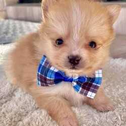 Pomeranian puppies /Pomeranian/Male/Younger Than Six Months,Gumtree adTitlePomeranian small puppiesWe are proud owners of 4 gorgeous Pomeranian puppies 