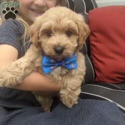 Rocky/Maltipoo									Puppy/Male	/8 Weeks,Meet Rocky, a dear and sweet little maltipoo, he loves attention and playing with our children and giving puppy kisses! He has had his pysical with our local vet and is healthy and happy, he is micro chipped and up to date on his vaccines , estimate adult weight is around 8lb, parents are both is good health as well and have great personalities, he is ready for his forever home anytime after Aug. 9th, and will come to you with a 4lb of the food hes eating, his vet and vaccine records and a 6 month genetic health guarantee. Call or text with any questions 300. Nunrefundable deposit is required to put the puppy on reserve , we have venmo ,cash app, or paypal. 