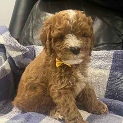 Cuddly Cavoodle Puppies- only 2 boys and 2 girls left /Cavoodle/Both/Younger Than Six Months,Cavoodles make a perfect companion. They are intelligent, affectionate, loyal and are hypoallergenic Your family isn’t complete until you have a Cavoodle.I have 3 boys and two girls left and will be ready for their new homes from next week the 7th of August . Mum and Dad have been DNA tested. Mum weighs 6.5 kg and dad weighs 8.5kg. Puppies will vary from 6kg-10kg when fullygrown. Puppies have been wormed from two weeks every two weeks and they have had their first vaccination , health check and microchipping. They eat high quality kibble , Royal Canin for puppies and will include a small bag to go home with your puppy. A small blanket with scent from mum and the litter will be provided to help transition puppy to their new home.If you are a potential doggy parent who will ensure the puppy needs are met to be healthy and happy, please text or ring on ******** 323 REVEAL_DETAILS 
