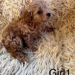 Adopt a dog:5 cavoodle puppies/Cavoodle/Female/Younger Than Six Months,.Swipe to see the last of this seasons Toy Ruby Cavoodles F1. Remember pictures always look bigger! These guys are true Toy Cavoodles! Bred with a TOY Poodle