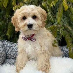 /Cavoodle/Both/Younger Than Six Months,We have a gorgeous litter of miniature Cavoodle puppies, READY TO GO NOW to their loving new homes.Our beautiful puppies are first generation, mum is a pure breed ruby cavalier King Charles spaniel and dad is a pure breed miniature poodle, DNA tested with Orivet, friendly, affectionate family pets both weigh around 8-9kilos and approximately 38cm in height.Cavoodles are the perfect breed for any family.These playful and cuddly puppies are microchipped, vaccinated 1st and 2nd, Vet checked and wormed/tick/flea treated and 6 weeks pet insurance.2 Male PuppiesVisits WelcomeRegistered breeder with the RPBA5648BIN0009435405445