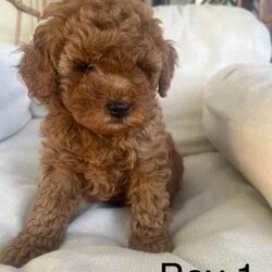 Adopt a dog:5 cavoodle puppies/Cavoodle/Female/Younger Than Six Months,.Swipe to see the last of this seasons Toy Ruby Cavoodles F1. Remember pictures always look bigger! These guys are true Toy Cavoodles! Bred with a TOY Poodle