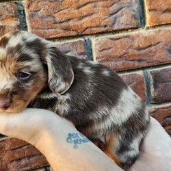 Adopt a dog:Long Haired Miniature Dachshund Puppies/Dachshund/Female/Younger Than Six Months,4 Beautiful Long Haired Minature Dachshund Puppies Looking For Their Forever Homes3 Boys & 1 Girl2 Dapple Boys1 Shaded Cream Boy1 Shaded Cream Girl (SOLD)Puppies Born 30/6/24Ready for their new homes 26/08/24Puppies will be vet checked, microchipped, wormed and vaccinatedPuppies will come with puppy packsblanket with mums scent, toys and puppy foodMum is Long Haired Black and Tan Carrying Cream 5.2kgDad is Long Haired Dapple <5kgFeel free to organise a time to face timeHappy to organise interstate travel also