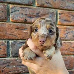 Adopt a dog:Long Haired Miniature Dachshund Puppies/Dachshund/Female/Younger Than Six Months,4 Beautiful Long Haired Minature Dachshund Puppies Looking For Their Forever Homes3 Boys & 1 Girl2 Dapple Boys1 Shaded Cream Boy1 Shaded Cream Girl (SOLD)Puppies Born 30/6/24Ready for their new homes 26/08/24Puppies will be vet checked, microchipped, wormed and vaccinatedPuppies will come with puppy packsblanket with mums scent, toys and puppy foodMum is Long Haired Black and Tan Carrying Cream 5.2kgDad is Long Haired Dapple <5kgFeel free to organise a time to face timeHappy to organise interstate travel also