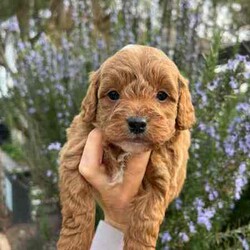 Adopt a dog:F1B Toy Cavoodles/Cavoodle/Both/Younger Than Six Months,We have 3 beautiful F1B Cavoodle Puppies left to head to their perfect forever homes.DNA Clear and HypoallergenicOur little puppies will be ready from the 11th August 2024 (8 weeks old).They will come vaccinated (1st vacc), wormed every 2 weeks of age, microchipped, a VET checked. To help with adjustment we also include a puppy pack which contains a foldable crate (so great for transport to the vet for further vaccinations and sleeping in!), feeding starter pack (Royal Canin dry food and wet food), puppy pads, worming tablets and puppy bowl.Our puppies have begun their toilet training and are champions at it. We will help you with some advice to keep this up in their new home. However, keeping in mind its a new adjustment and they are only little so they may slip up at times. All of Our Puppies are Clear from all of Genetic Diseases with Mum and Dad clear (Oviat testing).Dad is purebred Ruby Red Toy Poodle 5kg, and Mum is F1 Cavoodle 6.5 kgBoth parents are loving with a great temperament. They have been raised in our family home, surrounded by our young children and also other animals (other dogs cats and birds!).Male (small white marking on his chest)Females (White markings on face, no white markings)DOB: 16/06/2024SERIOUS ENQUIRIES ONLY