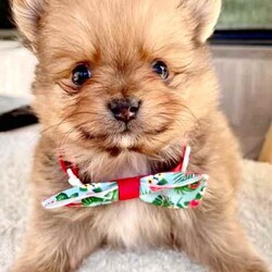 Pomeranian puppies /Pomeranian/Male/Younger Than Six Months,Gumtree adTitlePomeranian small puppiesWe are proud owners of 4 gorgeous Pomeranian puppies 