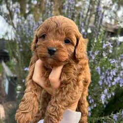 Adopt a dog:F1B Toy Cavoodles/Cavoodle/Both/Younger Than Six Months,We have 3 beautiful F1B Cavoodle Puppies left to head to their perfect forever homes.DNA Clear and HypoallergenicOur little puppies will be ready from the 11th August 2024 (8 weeks old).They will come vaccinated (1st vacc), wormed every 2 weeks of age, microchipped, a VET checked. To help with adjustment we also include a puppy pack which contains a foldable crate (so great for transport to the vet for further vaccinations and sleeping in!), feeding starter pack (Royal Canin dry food and wet food), puppy pads, worming tablets and puppy bowl.Our puppies have begun their toilet training and are champions at it. We will help you with some advice to keep this up in their new home. However, keeping in mind its a new adjustment and they are only little so they may slip up at times. All of Our Puppies are Clear from all of Genetic Diseases with Mum and Dad clear (Oviat testing).Dad is purebred Ruby Red Toy Poodle 5kg, and Mum is F1 Cavoodle 6.5 kgBoth parents are loving with a great temperament. They have been raised in our family home, surrounded by our young children and also other animals (other dogs cats and birds!).Male (small white marking on his chest)Females (White markings on face, no white markings)DOB: 16/06/2024SERIOUS ENQUIRIES ONLY