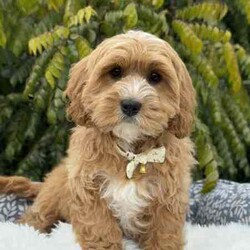/Cavoodle/Both/Younger Than Six Months,We have a gorgeous litter of miniature Cavoodle puppies, READY TO GO NOW to their loving new homes.Our beautiful puppies are first generation, mum is a pure breed ruby cavalier King Charles spaniel and dad is a pure breed miniature poodle, DNA tested with Orivet, friendly, affectionate family pets both weigh around 8-9kilos and approximately 38cm in height.Cavoodles are the perfect breed for any family.These playful and cuddly puppies are microchipped, vaccinated 1st and 2nd, Vet checked and wormed/tick/flea treated and 6 weeks pet insurance.2 Male PuppiesVisits WelcomeRegistered breeder with the RPBA5648BIN0009435405445
