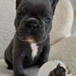 French Bulldog Pups (Purebred) /French Bulldog/Both/Younger Than Six Months,FOR SALEFrench Bulldog PupsColours: Blue/1x Blue Pied4 Female3 MaleCurrently 5 weeks oldReady for homing from the 25th of August, 2024 (8 weeks)Will be microchipped and vaccinatedPrice $2,500 eachLocated in KurrajongFor more info call or text Tara on ******5338 REVEAL_DETAILS 