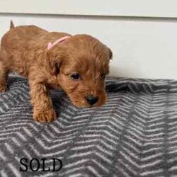 Brown Toy Cavoodle Puppies For Sale/Cavoodle/Male/Younger Than Six Months,7 week old very cute cavoodle puppiesx3 males left- Both parents have DNA papers and are cleared of any diseases or imperfections- The puppies have been microchipped and have had their 6 week vaccinations- Very playful and full of energy- Very cuddly and gentleMessage for more information and more photos.Very happy to answer any questions you may have!Thanks.