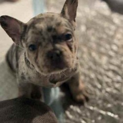 French bulldog puppies /French Bulldog/Male/Younger Than Six Months,Looking for a loving home for these 6 charming French Bulldog puppies! These playful pups are full of personality and are ready to bring joy to your family. With their unique markings and sweet temperaments, they'll make the perfect furry companions. Don't miss out on the opportunity to welcome one of these cuties into your life! Contact me for more details and to meet these adorable pups! 