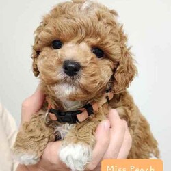 Tiny Toy Cavoodles - Male/Female - Exceptional Temperaments/Cavoodle/Both/Younger Than Six Months,These puppies are Toy Cavoodles that will mature on the smaller size of your average toy Cavoodle. Miss Peach and Miss Yellow being the tiny two currently weighing in at a teeny tiny 1kg (6.5 weeks)!This litter of puppies are so beautiful happy and super friendly. They are happy and playful but also calm (not hyper at all) they will make the most amazing family pets and companions.They have all passed their 6 week vet check, have had 1st vaccination, microchip and are up to date with worming.Our puppies are raised in a family friendly home with children and other pets so the puppies are prepared to transition into a new family environment.Both parents are beautiful family dogs both smart, calm and easy to train. The dad (toy poodle 3.8kg) is DNA checked to ensure puppies are free from testable hereditary diseases. Their mum is the sweetest family pet an adorable healthy Cavoodle (5kg).We follow the 2,4,6,8 rule with worming - meaning they are wormed every 2 weeks in our care. The puppies will also come vet checked, vaccinated and microchipped. They will come with a puppy pack to help with a positive transition into their new home.