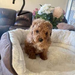 Toy Poodle Puppies for sale! /Cavoodle/Male/Younger Than Six Months,2 First Generation Toy Poodle Puppies for sale!1. Apricot colour - male - born on 01/06/2024.2. Ruby colour with white chest - male - born on 01/06/2024.Puppies are microchipped and have receive their first vaccine.Mum and dad are Toy Poodle.Licensed breeder no: 19207