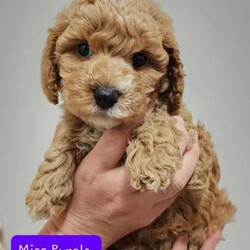 Tiny Toy Cavoodles - Male/Female - Exceptional Temperaments/Cavoodle/Both/Younger Than Six Months,These puppies are Toy Cavoodles that will mature on the smaller size of your average toy Cavoodle. Miss Peach and Miss Yellow being the tiny two currently weighing in at a teeny tiny 1kg (6.5 weeks)!This litter of puppies are so beautiful happy and super friendly. They are happy and playful but also calm (not hyper at all) they will make the most amazing family pets and companions.They have all passed their 6 week vet check, have had 1st vaccination, microchip and are up to date with worming.Our puppies are raised in a family friendly home with children and other pets so the puppies are prepared to transition into a new family environment.Both parents are beautiful family dogs both smart, calm and easy to train. The dad (toy poodle 3.8kg) is DNA checked to ensure puppies are free from testable hereditary diseases. Their mum is the sweetest family pet an adorable healthy Cavoodle (5kg).We follow the 2,4,6,8 rule with worming - meaning they are wormed every 2 weeks in our care. The puppies will also come vet checked, vaccinated and microchipped. They will come with a puppy pack to help with a positive transition into their new home.
