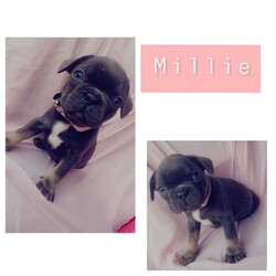 French bulldog puppies /French Bulldog/Male/Younger Than Six Months,Looking for a loving home for these 6 charming French Bulldog puppies! These playful pups are full of personality and are ready to bring joy to your family. With their unique markings and sweet temperaments, they'll make the perfect furry companions. Don't miss out on the opportunity to welcome one of these cuties into your life! Contact me for more details and to meet these adorable pups! 