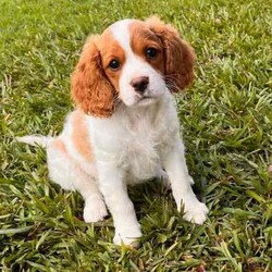 1 female and 1 Male Cavoodle/Cavoodle/Both/Younger Than Six Months,Playful and smart cavoodle puppies. Cavoodle mum and pure King Charles Cavalier dad who are our family petsPuppies are healthy, assessed by the Vet, vaccinated, wormed and microchipped2 puppies available1 Female Blenheim - $9501 Male Blenheim - $950Enquiries welcome