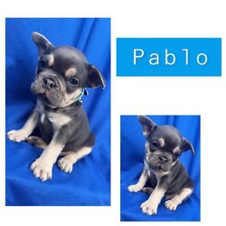French bulldog puppies /French Bulldog/Male/Younger Than Six Months,Looking for a loving home for these 6 charming French Bulldog puppies! These playful pups are full of personality and are ready to bring joy to your family. With their unique markings and sweet temperaments, they'll make the perfect furry companions. Don't miss out on the opportunity to welcome one of these cuties into your life! Contact me for more details and to meet these adorable pups! 