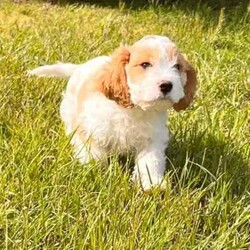 1 female and 1 Male Cavoodle/Cavoodle/Both/Younger Than Six Months,Playful and smart cavoodle puppies. Cavoodle mum and pure King Charles Cavalier dad who are our family petsPuppies are healthy, assessed by the Vet, vaccinated, wormed and microchipped2 puppies available1 Female Blenheim - $9501 Male Blenheim - $950Enquiries welcome