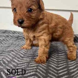 Brown Cavoodle Puppies For Sale/Cavoodle/Male/Younger Than Six Months,6 week old very cute cavoodle puppies3x boys left- Both parents have DNA papers and are cleared of any diseases or imperfections.- The puppies have been microchipped and the first lot of their vaccinations are done.- very playful and full of energy- very cuddly and gentleMessage for more information and for more photos.Very happy to answer any questions you might have.Thanks