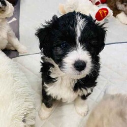 Aussiedoodles puppies/Australian Shepherd Dog/Male/Younger Than Six Months,Mini Aussiedoodle puppies, currently only one available at discount price, all others sold.We are a registered, we only breed once or twice a year for quality healthy sound dogs.Our parent dogs are extensively DNA tested by OrivetWe are registered with QPBA 0000 373558989and RPBA. 10357Our dogs are healthy happy sound and confident and can be used for therapy and assistance dogs. They are loyal loving intelligent family or companion dogs that love nothing more than to be with their humans.They will come first vaccinations, microchipped, wormed, and fully vet checked.Treated with monthly flea and tic medication.You will need a fully fenced yard for your dogs safety and regular grooming to ensure you’ll have a dog you’ll be proud to own.Aussiedoodles are low to non shedding and in my opinion thus mix is one of the best for sound intelligence and perfect companionWe can assist with flights interstate if requiredOur puppies will be ready to leave on 15th augustPlease no time wasters, check with the hubby or wife and landlords etc that you can free to commit to your new dog
