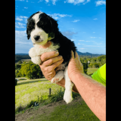 Aussiedoodles puppies/Australian Shepherd Dog/Male/Younger Than Six Months,Mini Aussiedoodle puppies, currently only one available at discount price, all others sold.We are a registered, we only breed once or twice a year for quality healthy sound dogs.Our parent dogs are extensively DNA tested by OrivetWe are registered with QPBA 0000 373558989and RPBA. 10357Our dogs are healthy happy sound and confident and can be used for therapy and assistance dogs. They are loyal loving intelligent family or companion dogs that love nothing more than to be with their humans.They will come first vaccinations, microchipped, wormed, and fully vet checked.Treated with monthly flea and tic medication.You will need a fully fenced yard for your dogs safety and regular grooming to ensure you’ll have a dog you’ll be proud to own.Aussiedoodles are low to non shedding and in my opinion thus mix is one of the best for sound intelligence and perfect companionWe can assist with flights interstate if requiredOur puppies will be ready to leave on 15th augustPlease no time wasters, check with the hubby or wife and landlords etc that you can free to commit to your new dog