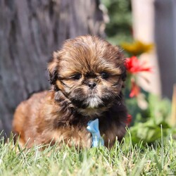 Fireball/Shih Tzu									Puppy/Male	/8 Weeks,Meet Fireball! This handsome AKC ShihTzu puppy is an absolute bundle of joy. With his silky, stunning coat and expressive dark eyes, it’s impossible not to fall in love at first sight. Full of playful energy and a gentle demeanor, this little one is perfect for cuddling and companionship. ShihTzus are known for their affectionate nature, and this puppy is no exception- always eager to be by your side, whether it’s for a walk in the park or a cozy nap at home. Raised with care, we are dedicated to ensuring that this baby is both happy and healthy, making the transition to his new home as smooth as possible!