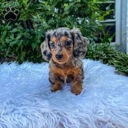 Jewel/Dachshund									Puppy/Female	/8 Weeks,Meet Jewel. This adorable mini long haired Dachshund puppy is well socialized and in a family home. She is vet checked, up to date on shots, and dewormed. 