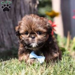 Fireball/Shih Tzu									Puppy/Male	/8 Weeks,Meet Fireball! This handsome AKC ShihTzu puppy is an absolute bundle of joy. With his silky, stunning coat and expressive dark eyes, it’s impossible not to fall in love at first sight. Full of playful energy and a gentle demeanor, this little one is perfect for cuddling and companionship. ShihTzus are known for their affectionate nature, and this puppy is no exception- always eager to be by your side, whether it’s for a walk in the park or a cozy nap at home. Raised with care, we are dedicated to ensuring that this baby is both happy and healthy, making the transition to his new home as smooth as possible!