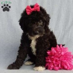 Stella/Mini Sheepadoodle									Puppy/Female	/8 Weeks,Prepare to fall in love!!! My name is Stella and I’m the sweetest little F1b mini sheepadoodle looking for my furever home! One look into my warm, loving eyes and at my silky soft coat and I’ll be sure to have captured your heart already!  I’m very happy, playful and very kid friendly and I would love to fill your home with all my puppy love!! I am full of personality, and I give amazing puppy kisses! I stand out way above the rest with my beautiful shiny black coat!!!…  I have been vet checked head to tail and  I am up to date on all vaccinations and dewormings . I come with a 1 year guarantee with the option of extending it to a 3 year guarantee and  shipping is available! We also have NDR (national doodle registry) papers available and birth certificates for an additional fee! My mother is our precious Lily, a 44# sheepadoodle with a heart of gold and a very mild personality and my father is Cory, a 15# blue merle mini poodle and he also has a wonderful personality!! Both of the parents are available to meet and the mother is genetically tested clear!   I will grow to approx  25-30# and I will be hypoallergenic and nonshedding! !!… Why wait when you know I’m the one for you? Dont miss out, call or text Martha to make me the newest addition to your family and get ready to spend a lifetime of tail wagging fun with me!   (7% sales tax on in home pickups)