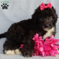 Stella/Mini Sheepadoodle									Puppy/Female	/8 Weeks,Prepare to fall in love!!! My name is Stella and I’m the sweetest little F1b mini sheepadoodle looking for my furever home! One look into my warm, loving eyes and at my silky soft coat and I’ll be sure to have captured your heart already!  I’m very happy, playful and very kid friendly and I would love to fill your home with all my puppy love!! I am full of personality, and I give amazing puppy kisses! I stand out way above the rest with my beautiful shiny black coat!!!…  I have been vet checked head to tail and  I am up to date on all vaccinations and dewormings . I come with a 1 year guarantee with the option of extending it to a 3 year guarantee and  shipping is available! We also have NDR (national doodle registry) papers available and birth certificates for an additional fee! My mother is our precious Lily, a 44# sheepadoodle with a heart of gold and a very mild personality and my father is Cory, a 15# blue merle mini poodle and he also has a wonderful personality!! Both of the parents are available to meet and the mother is genetically tested clear!   I will grow to approx  25-30# and I will be hypoallergenic and nonshedding! !!… Why wait when you know I’m the one for you? Dont miss out, call or text Martha to make me the newest addition to your family and get ready to spend a lifetime of tail wagging fun with me!   (7% sales tax on in home pickups)