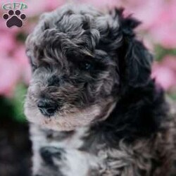 Wifi/Miniature Poodle									Puppy/Male	/June 24th, 2024,To contact the breeder about this puppy, click on the “View Breeder Info” tab above.