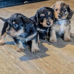 KC REGISTERED MINIATURE DACHSHUND CROSS/Miniature dachshund cross Norfolk terrier/Male/6 weeks,2 beautiful pups available.
 2 boys left out off 7.
Pups not registered.
6weeks old
Dad is KC registered miniature dachshund with 5 stage breed record. (I own his sister from the same litter)
Mum is family pet un-registered Norfolk terrier.
Was an accident litter didn't think dad was old enough to mate (friend was looking after my dogs whilst on holiday) This will be mum first and only litter.
Anyway here we are with all the fur babies.
All healthy puppies, will be wormed from 2 weeks old, as will be flead, vet checked, 1st vacs and MICROCHIPPED before going to new home. Will come with puppy pack used to busy household, with cats, kids and another dog.
Ready to go 24th August
Now taking deposits....
Inbox for videos happy to answer any questions
Perfect homes only.
Tan boy... 700
Black/tan boy... 600