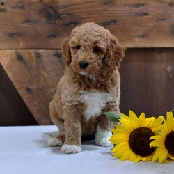 Dorothy/Mini Labradoodle									Puppy/Female	/8 Weeks,Do you need a sweet puppy to be by your side? Then this little girly is the one just for you! The generation of this puppy is f1bb. Her approximate weight when fully grown is 25-30 pounds. Family raised, up to date on shots and dewormer, and comes with a 1 year genetic health guarantee. She’s socialized with our children, who help care for the puppies!! She comes with a small bag of food, blanket, toy and a collar. Give us a call today! We’re open Monday-Saturday 8-8 and closed on Sundays. Sunday messages will be returned on Monday. Country Echoes Kennel,  Raymond Lapp Sunbury Pa 17801 Pa Kennel License #17927