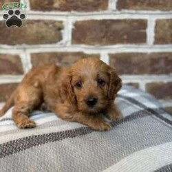 Ember/Cockapoo									Puppy/Female	/8 Weeks,Meet Ember. This beautiful girl has been raised by our family and is well socialized. She playful and adventurous and just loves to cuddle and give lots of kisses. Ember will be coming to you with a health certificate from our vet, up to date vaccinations, dewormed, and a 30 day health guarantee. 